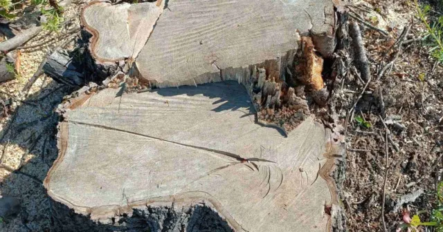 На Вінниччині виявили незаконну рубку дерев на понад 800 тисяч гривень