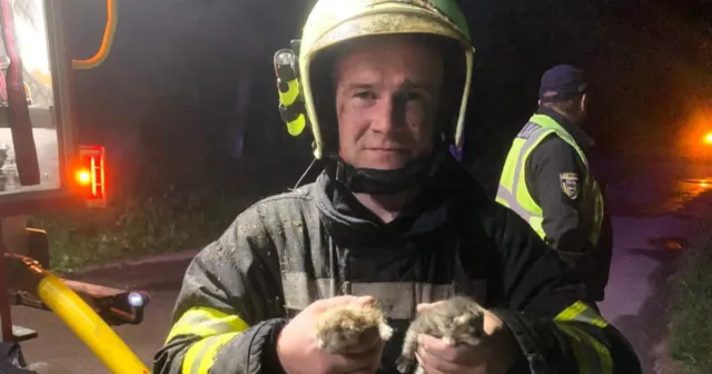 На Вінниччині під час ліквідації пожежі рятувальники врятували двох новонароджених кошенят