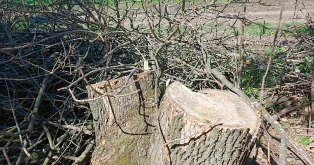 На Вінниччині зафіксували незаконну рубку дерев на майже півтора мільйона гривень
