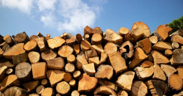 Зменшили кількість дров і “заробили” 230 тисяч: на Вінниччині підприємство зобов’язали відшкодувати збитки