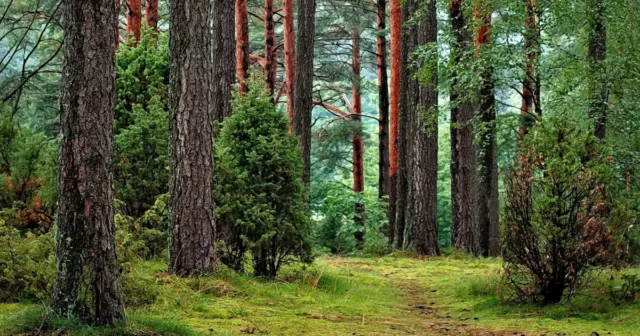 На Вінниччині повернули з незаконного володіння ділянку лісу вартістю 336 мільйонів