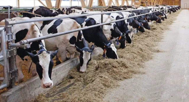 У Вінницькій громаді планують створити екоферму на 1000 голів великої рогатої худоби