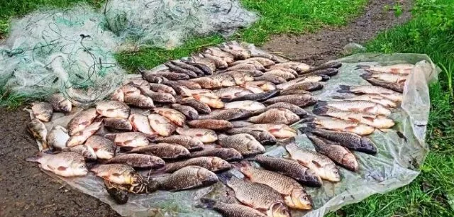 На Вінниччині поліція розслідує 10 проваджень за фактами незаконного вилову риби під час нересту