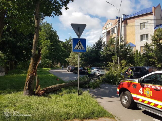 У Вінниці через пориви вітру дерево впало на дорогу, травмувало людину і пошкодило автомобіль