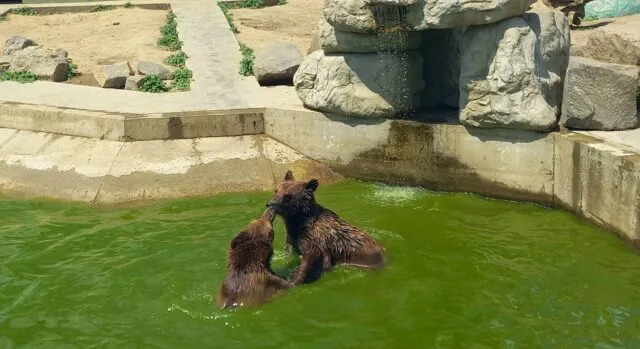 У Вінниці діти до 16 років зможуть безкоштовно відвідати “Подільський зоопарк”