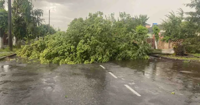 На Вінниччині вчора негодою на проїжджі частини доріг було повалено 33 дерева. ФОТО
