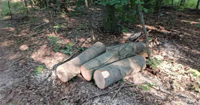 На Вінниччині чоловік незаконно вирубав дерева на суму понад 207 тисяч гривень