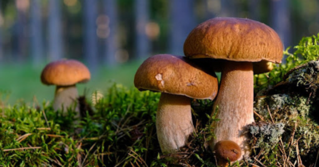 На Вінниччині батько та дев’ятирічний син отруїлись грибами
