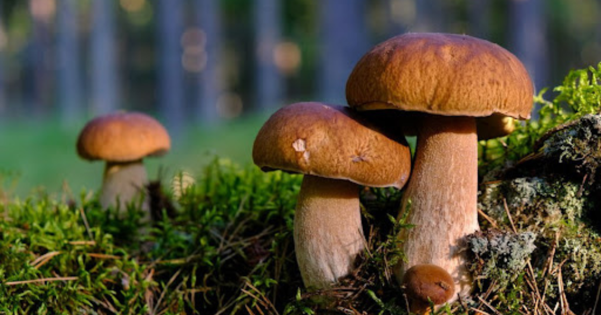 Зображення до новини