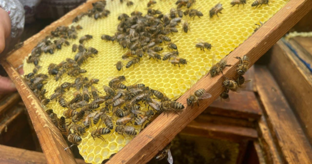 «Офіс туризму Вінниці» організовує цієї неділі прем’єрний тур «Велика Вінниця: Будиночок Бджоляра»