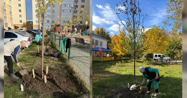 Осіння кампанія з озеленення: у Вінниці на прибудинкових територіях висаджують 500 дерев