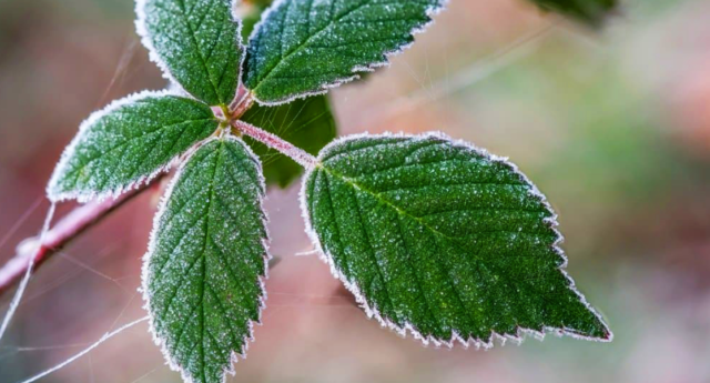 На Вінниччині 13 жовтня прогнозуються заморозки до -5ºC