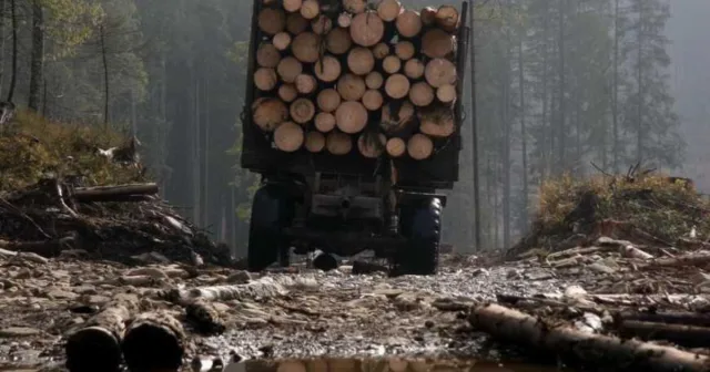 На Вінниччині чоловіка за незаконну порубку лісів зобов’язали сплатити понад 209 тисяч гривень завданої шкоди