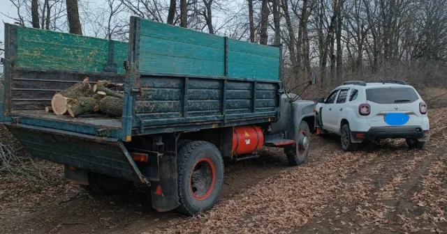 На Вінниччині незаконно вирубили 51 дерево у полезахисній лісовій смузі