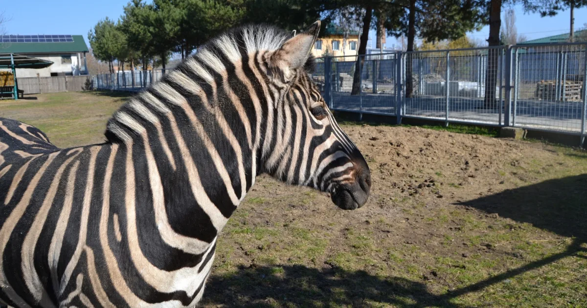 Зображення до новини