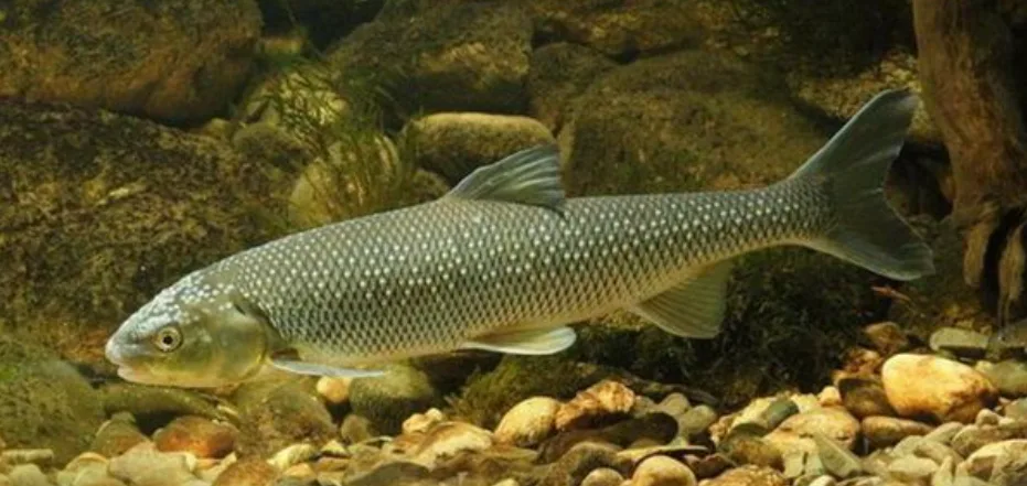 Зображення до новини