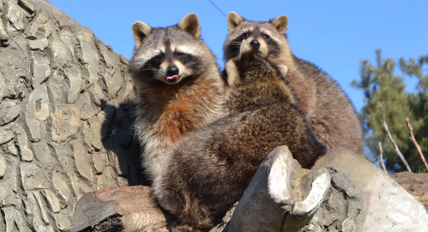 Зображення до новини