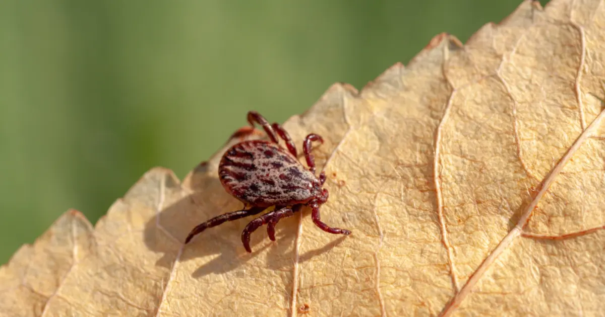 Зображення до новини