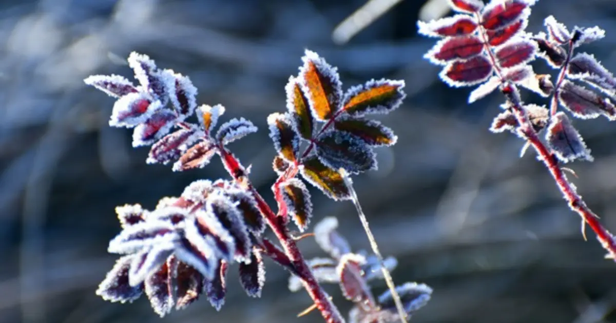 Зображення до новини