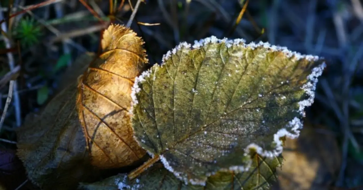 Зображення до новини