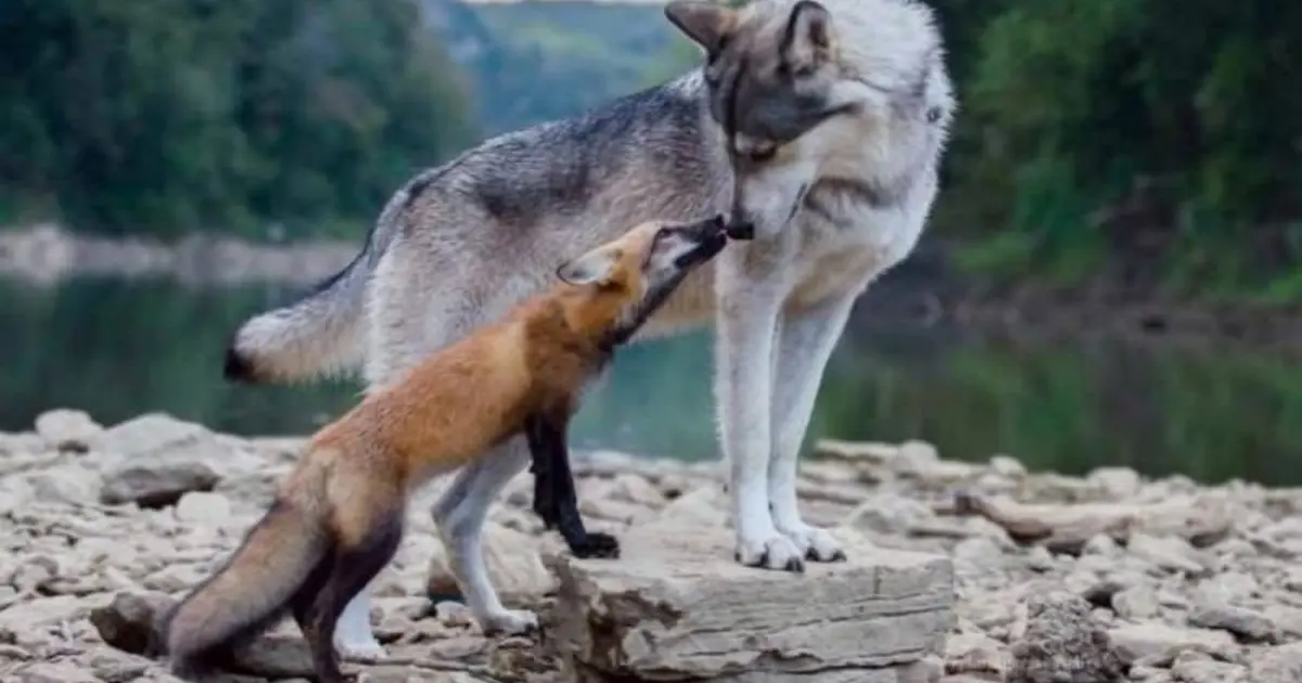 Зображення до новини