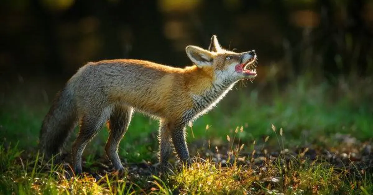 Зображення до новини