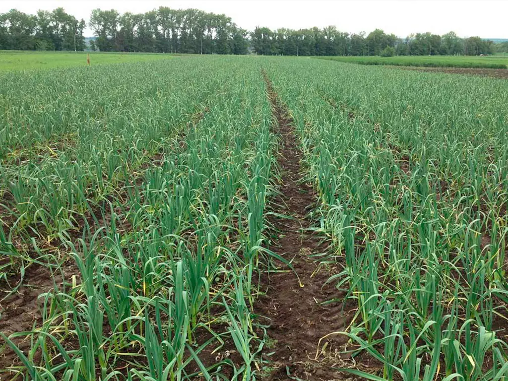 Зображення до новини