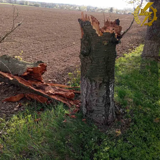 Broken tree trunk with jagged, splintered wood beside a plowed field and green undergrowth at the edge of a rural scene.