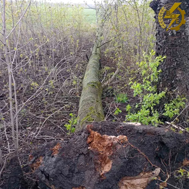 A fallen tree trunk lies along the ground in a brushy area, with charred bark and new green shoots starting to grow around it.