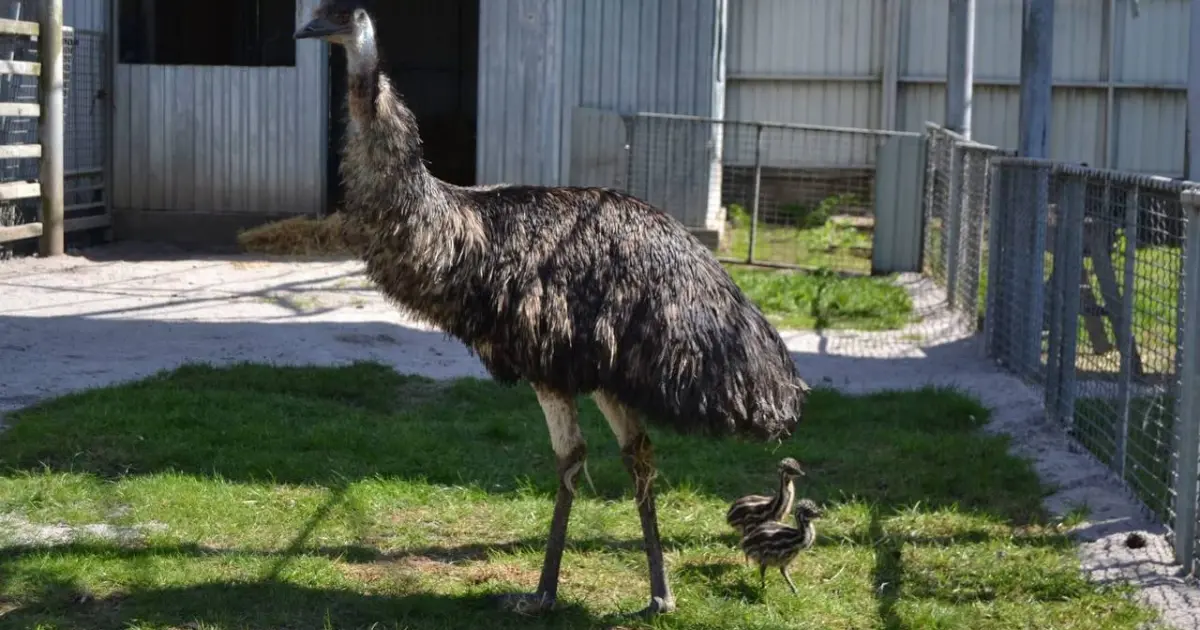 Зображення до новини