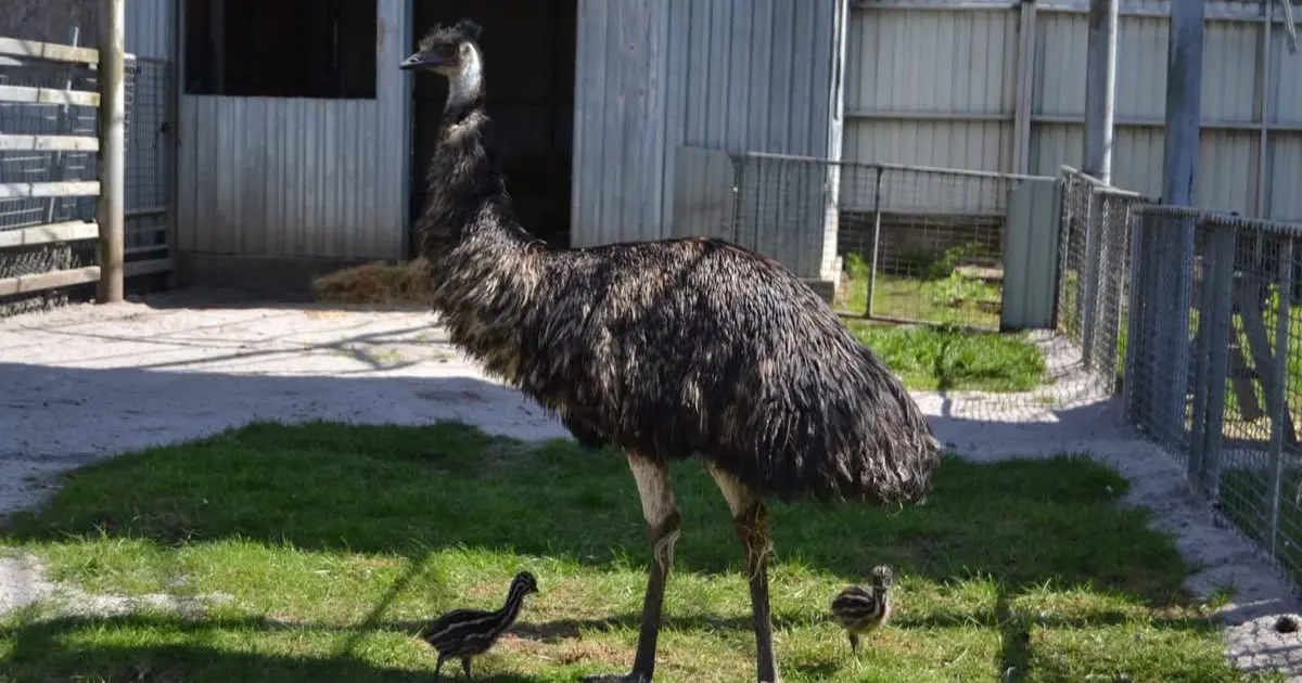 Зображення до новини