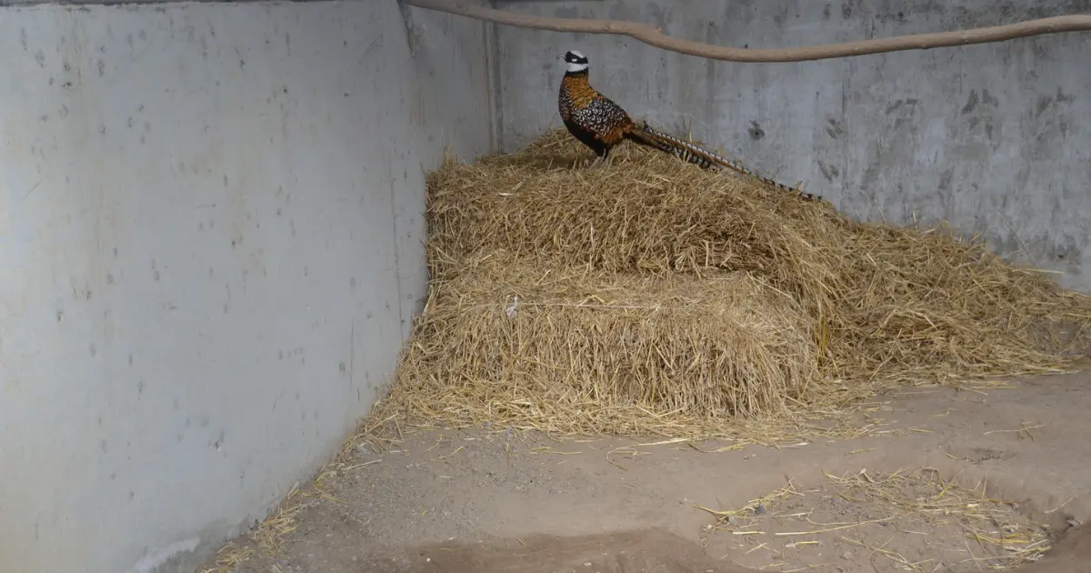 Зображення до новини