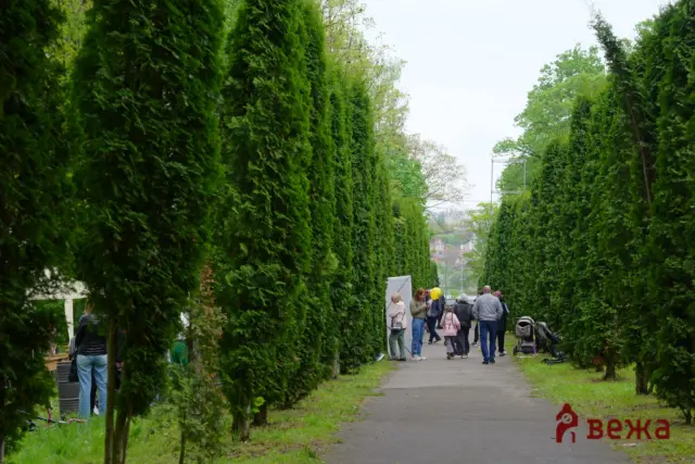 Path lined with tall evergreen hedges, with a crowd of people walking along a paved walkway between them.