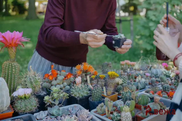 A person in a burgundy sweater hands a small tool to a succulent in a black pot at a cactus market display.