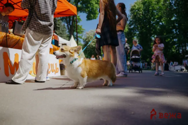 Corgi on a blue leash walking at a sunny outdoor festival with orange vendor tents and people in the background