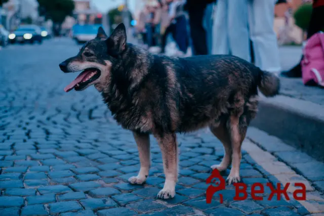 Dog standing on blue cobblestone street with mouth open, blurred pedestrians in background and red letters on the ground nearby.