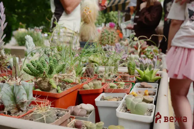 Close-up of a market stall with a variety of succulents in red and white pots; blurred shoppers in the background.