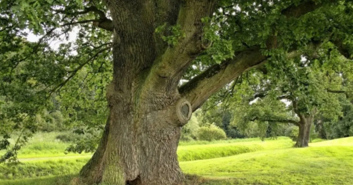 test-image-5