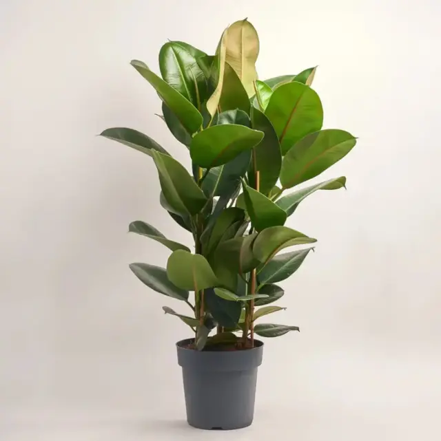 опис test-image