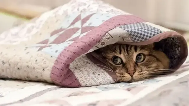 опис test-image
