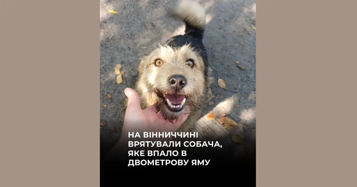 На Вінниччині врятували собаку, яка впала у двометрову яму