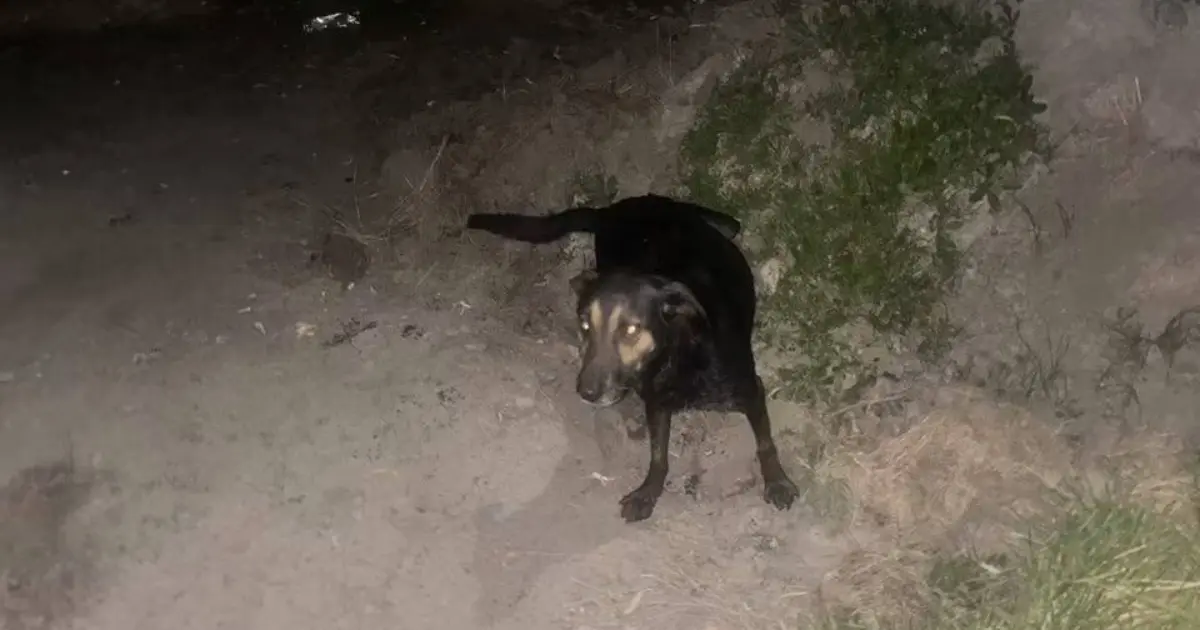На Вінниччині дві школярки врятували песика, який упав у люк